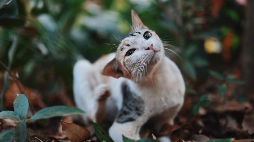 A cat itches himself, which is a symptom of alopecia in cats.